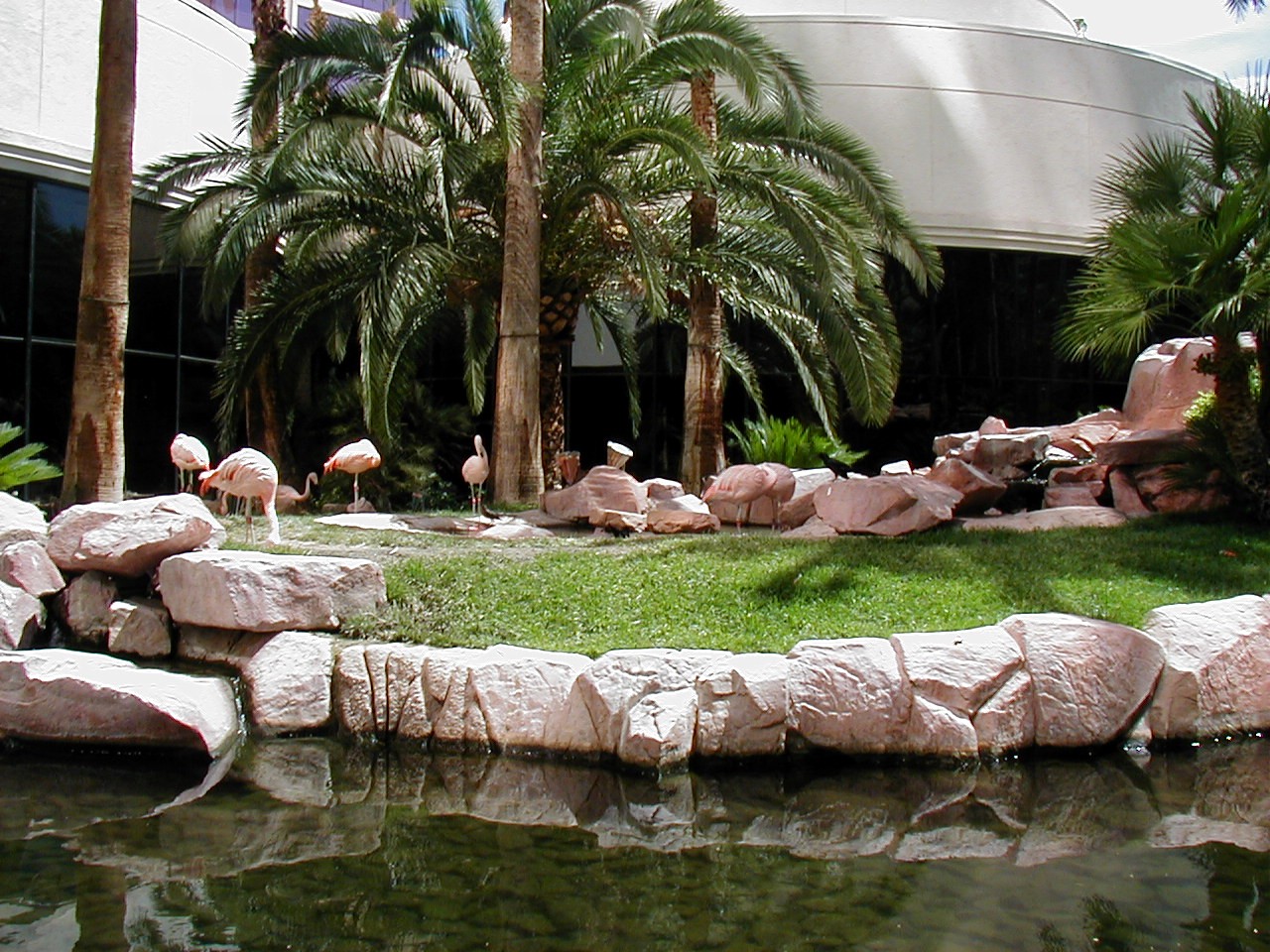 Las Vegas Trip - Flamingo Wildlife Habitat