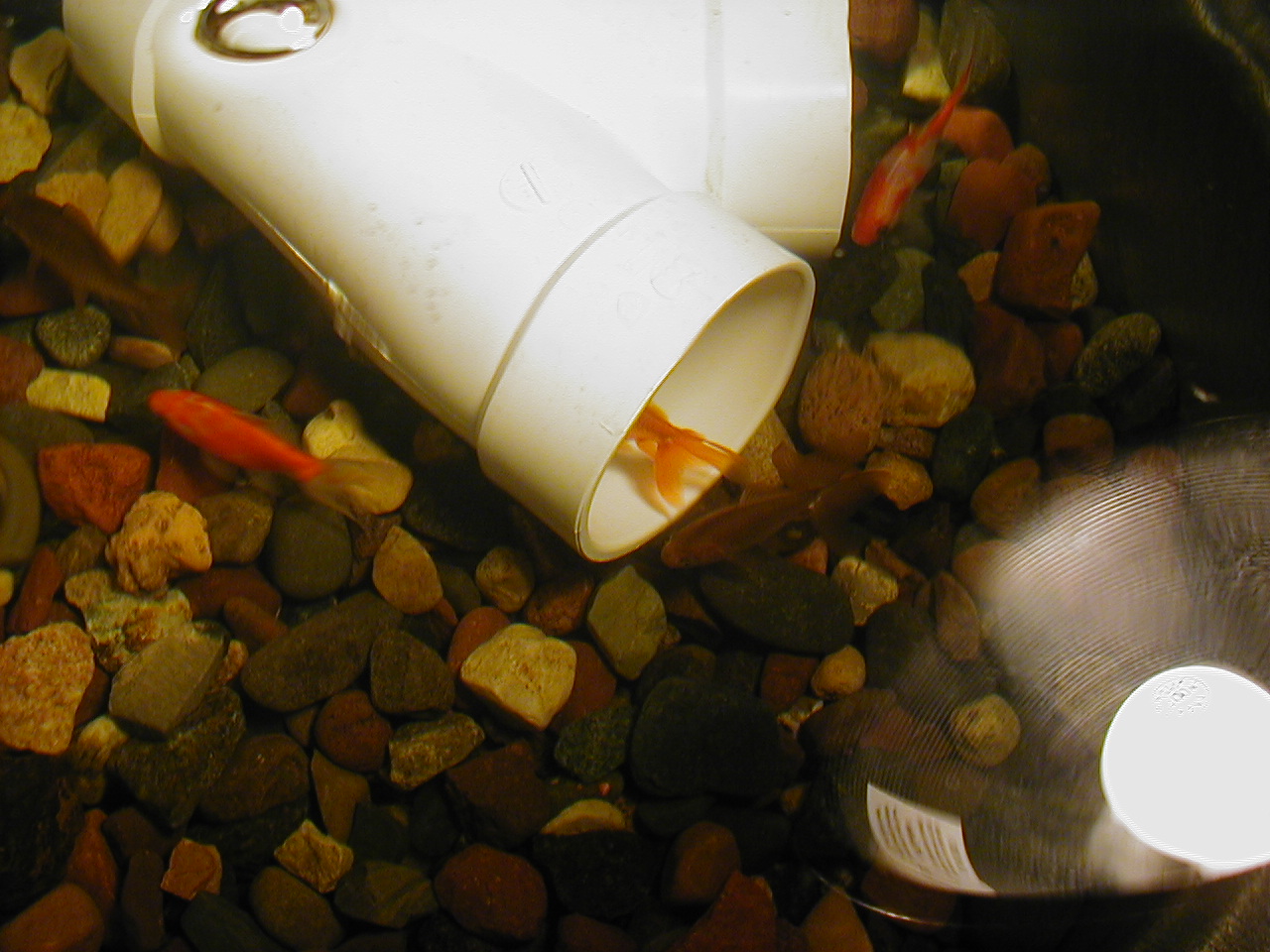 Pond Fish Winter Home