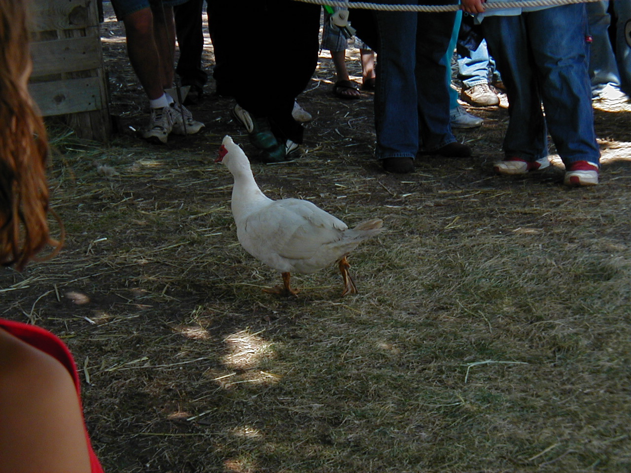 MN Renaissance Festival 2004