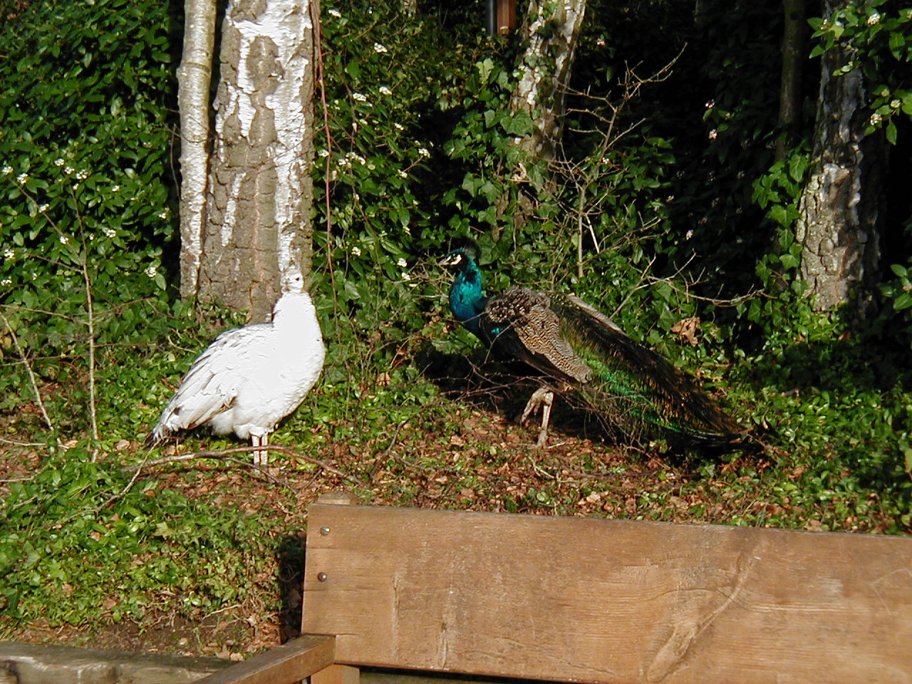 London Trip, Christmas 2004