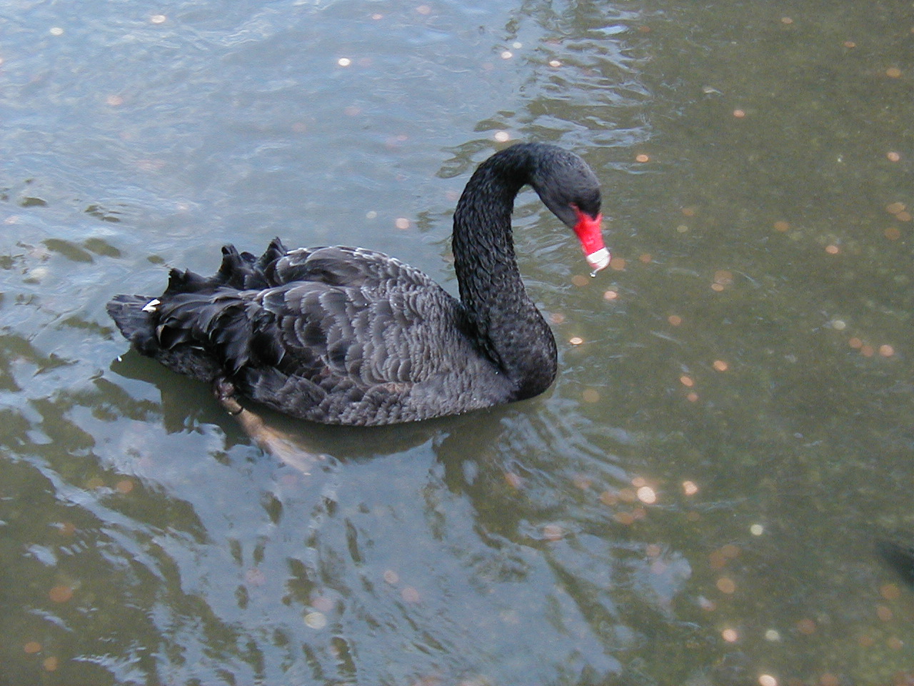 London Trip, Christmas 2004