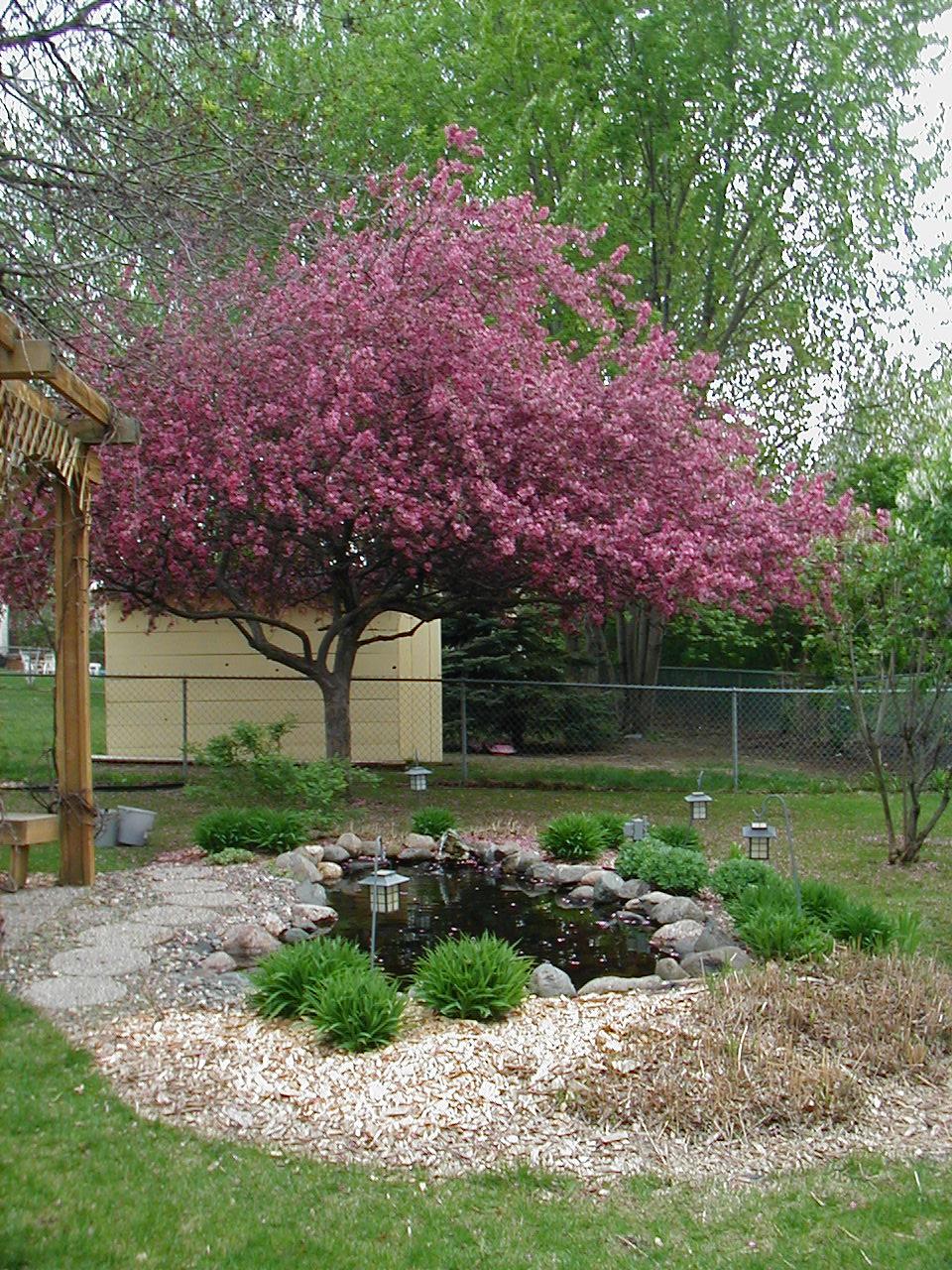 Crabapple Tree Blossoming