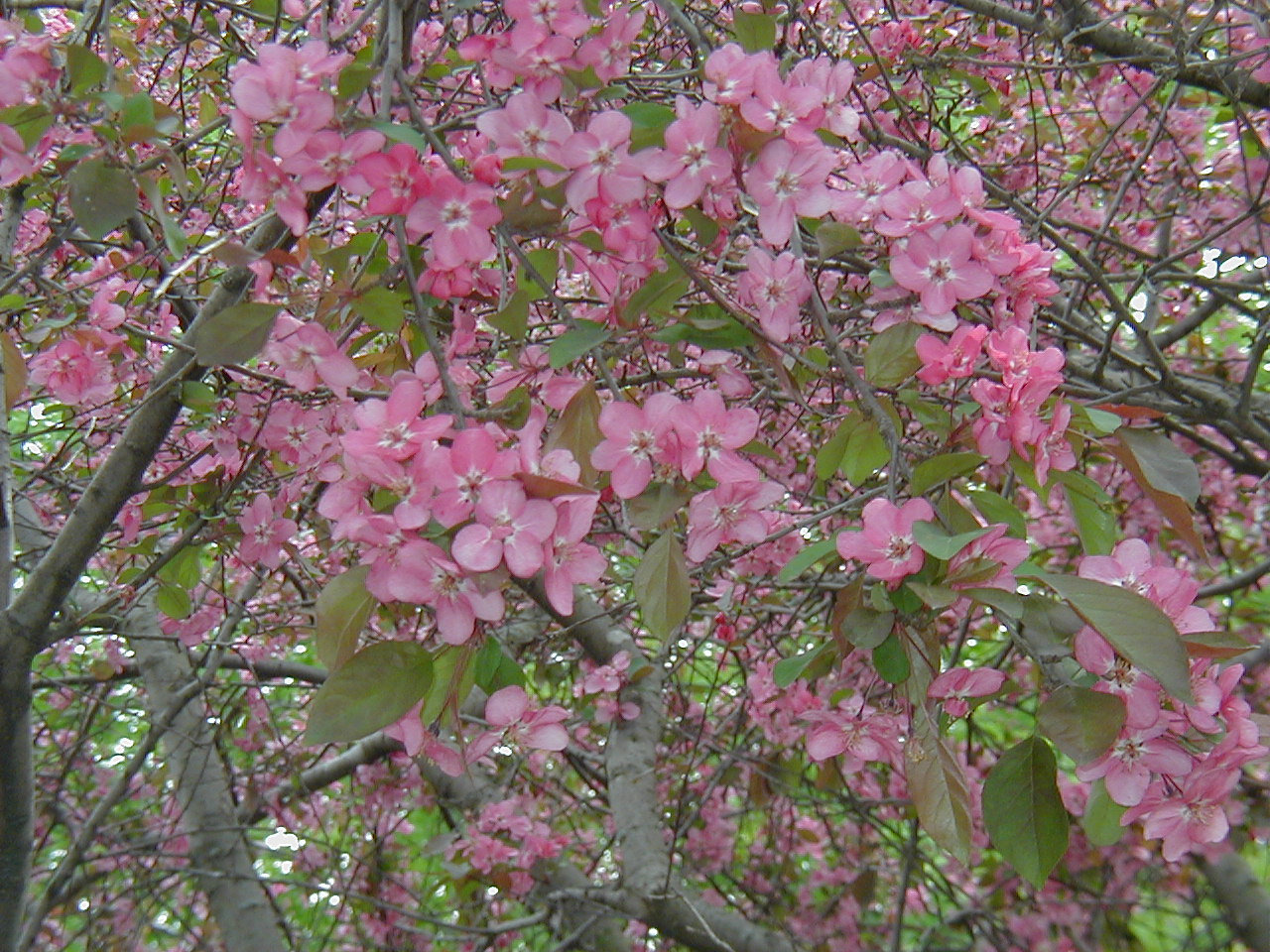 Crabapple Tree Blossoming