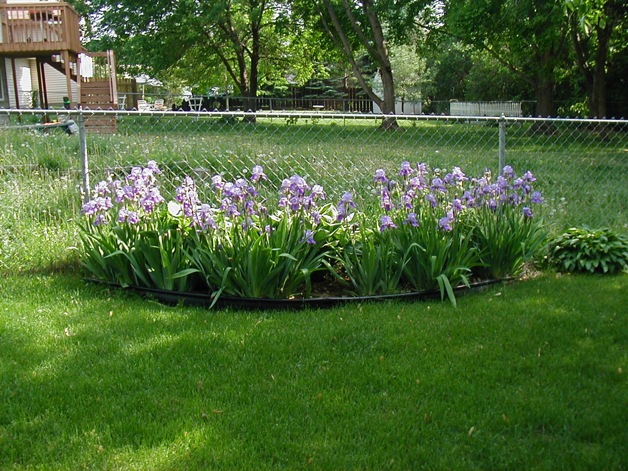 Spring Flowers 2005