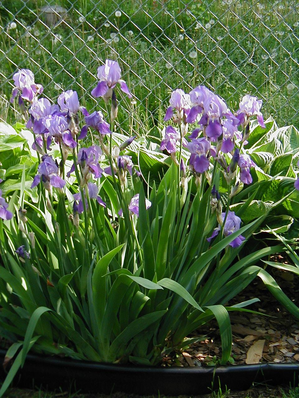 Spring Flowers 2005
