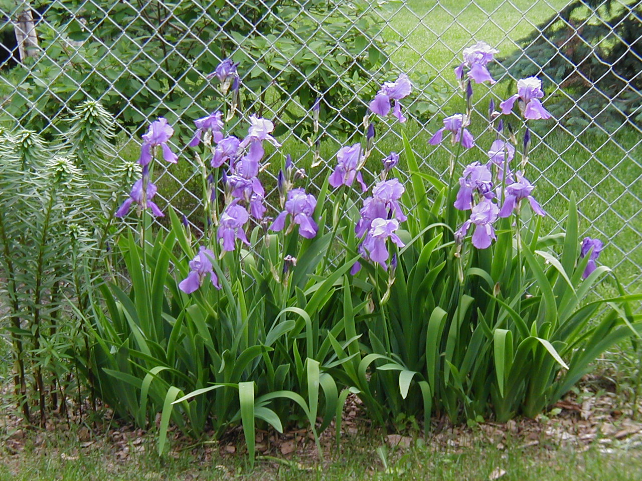 Spring Flowers 2005