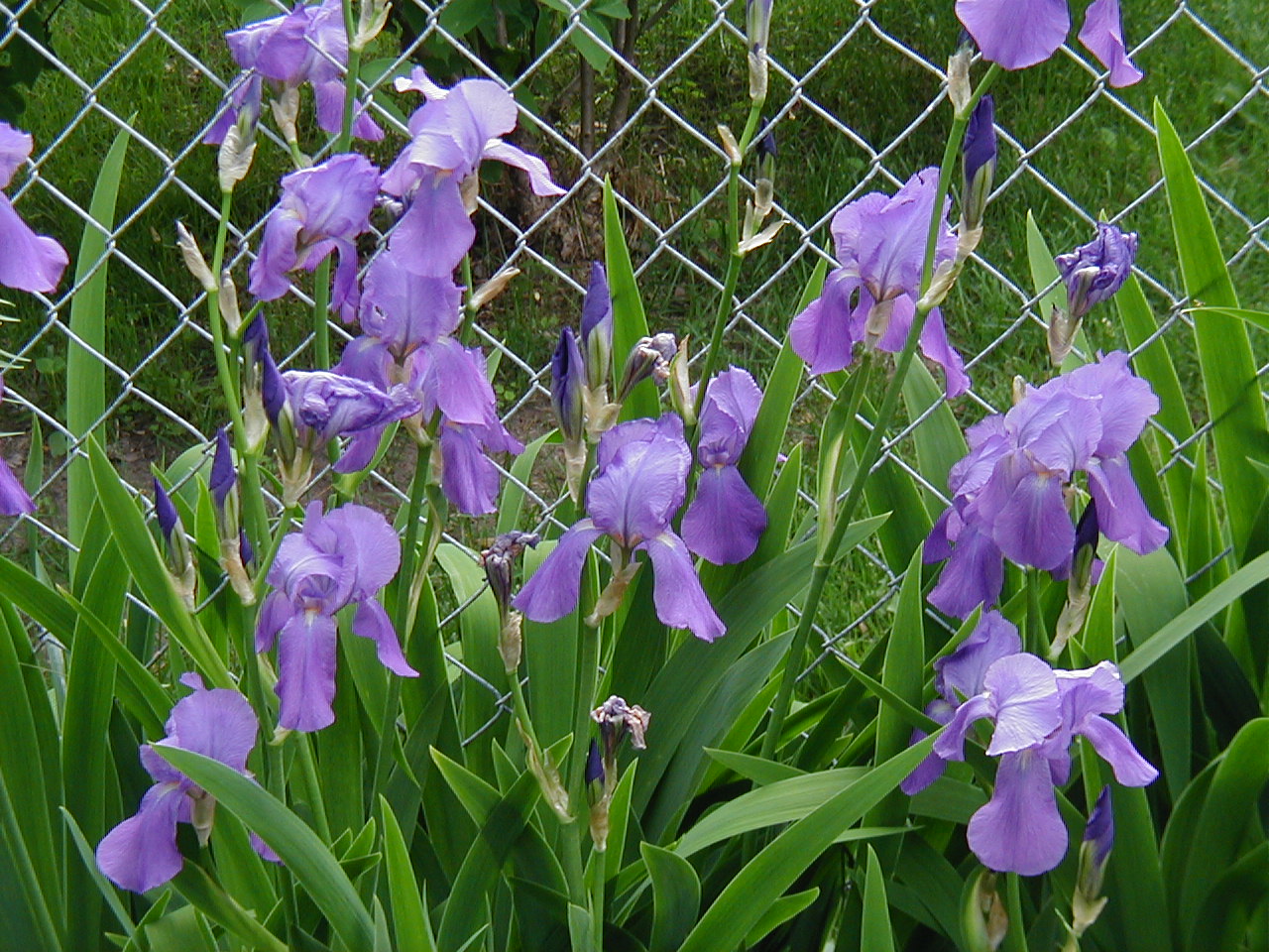 Spring Flowers 2005