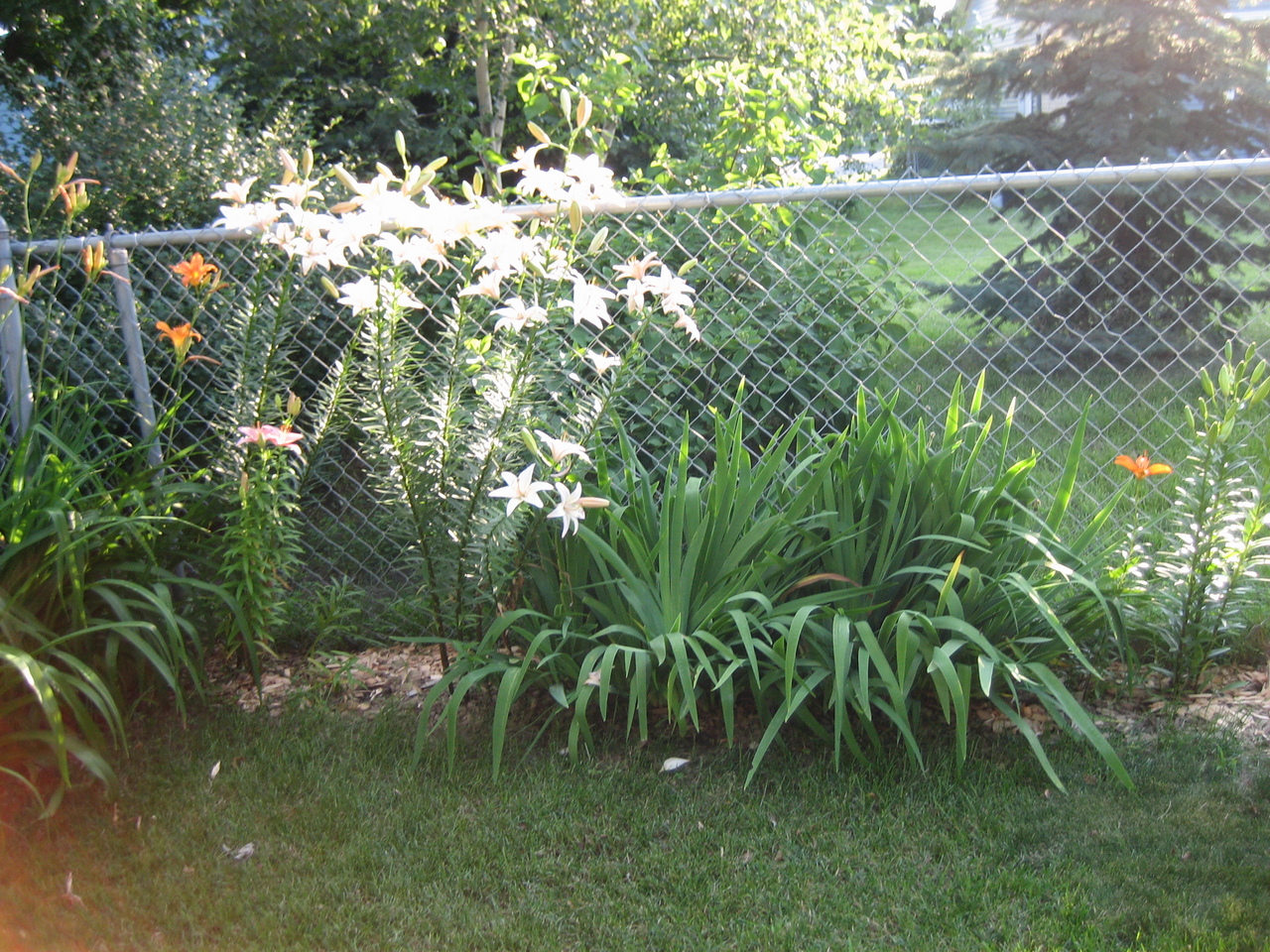 The Yard