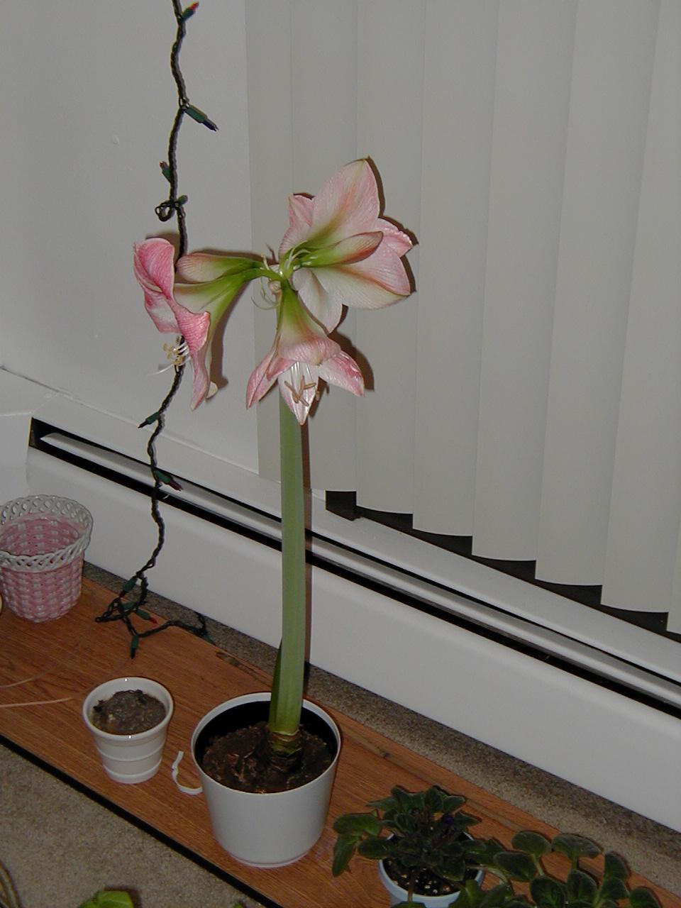 Charmaine's Amaryllis