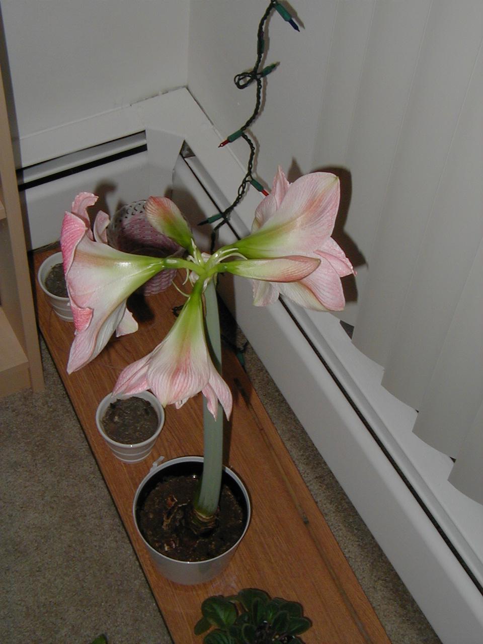 Charmaine's Amaryllis