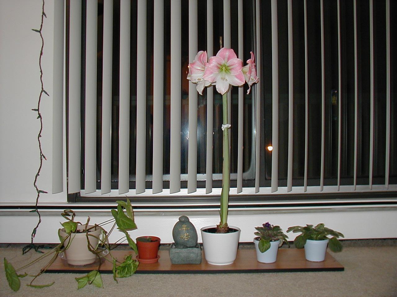 Charmaine's Amaryllis
