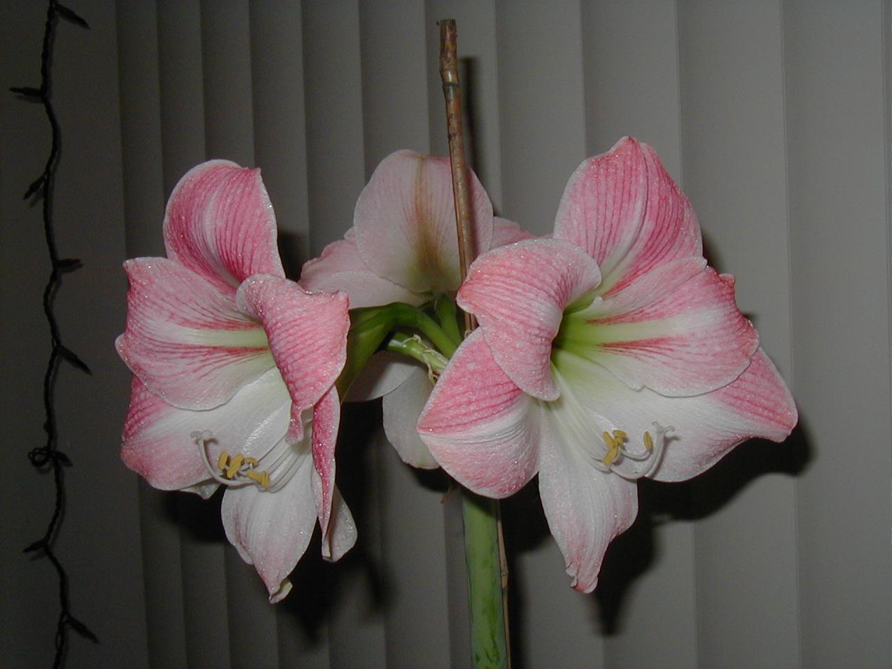 Charmaine's Amaryllis
