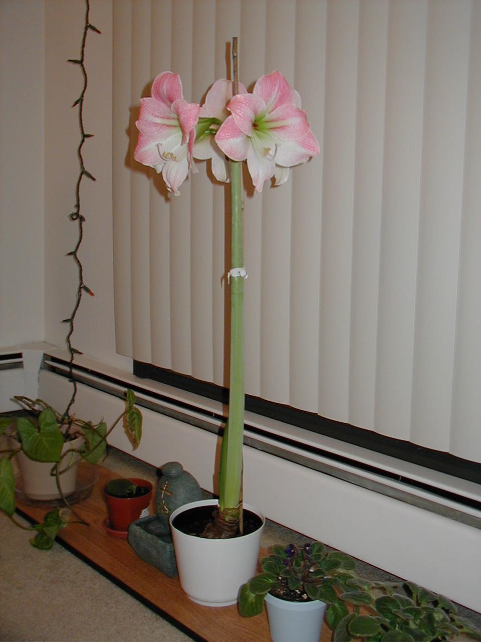 Charmaine's Amaryllis