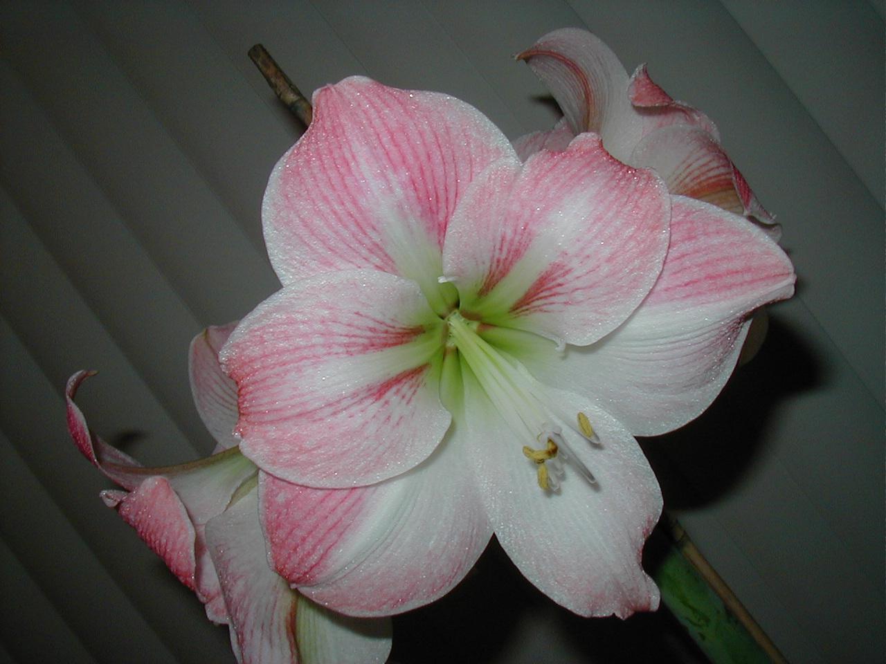 Charmaine's Amaryllis