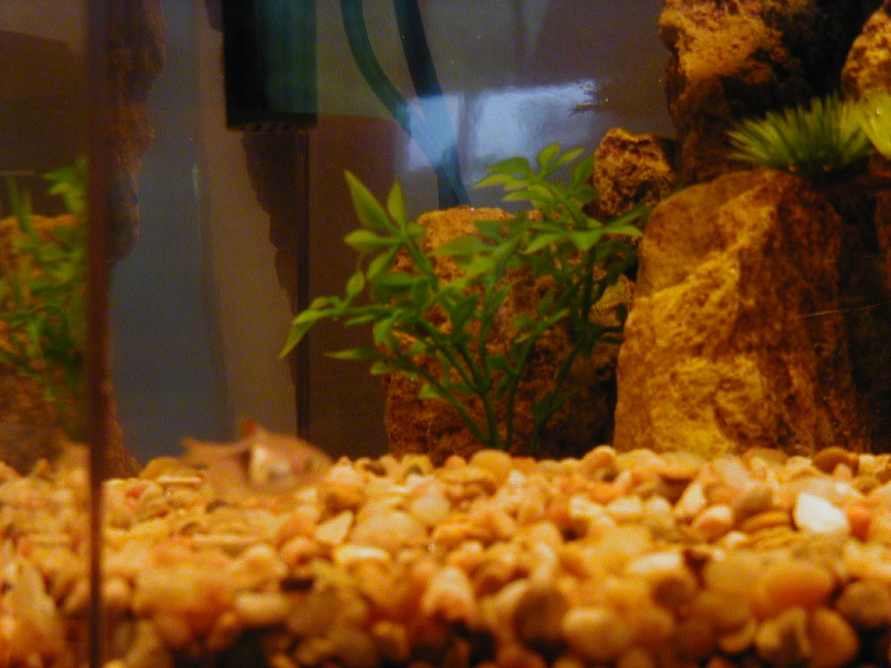 Charmaine's Fishies